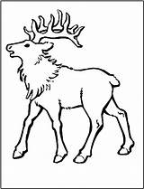 Elk coloring Page  Animals Town color Sheet Printable sketch template