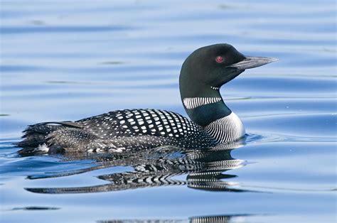 Facts About the Common Loon | Live Science