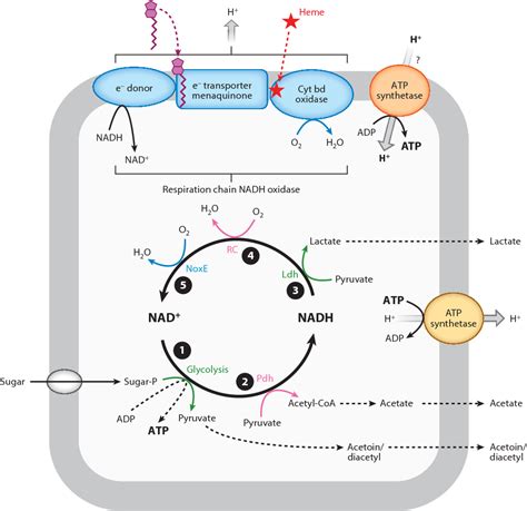 Figure 1 from Aerobic respiration metabolism in lactic acid bacteria ...