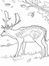 Whitetail Deer Head Coloring Pages sketch template