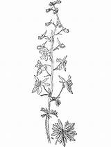 Larkspur Coloring Page Pages sketch template