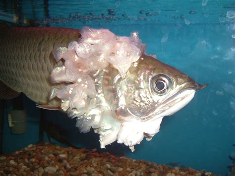 Arowana - Sea Life Photo (145185) - Fanpop