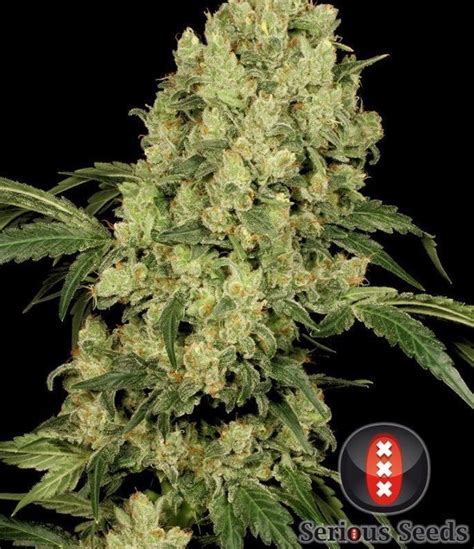 AK-47 - Strain Information - CannaConnection