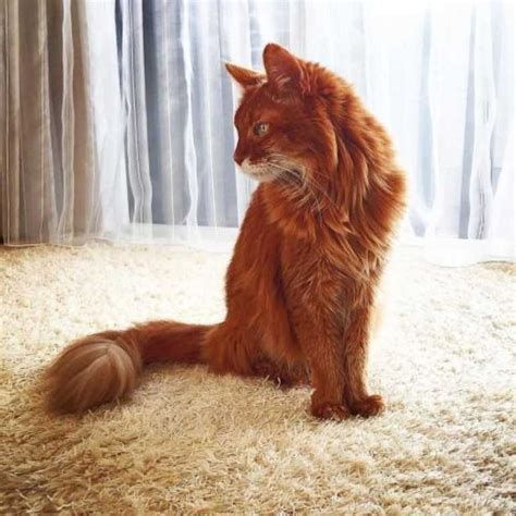 The Somali Cat - #breedsofcats #catbreeds #catinformation #catspecies #somalicat # ...