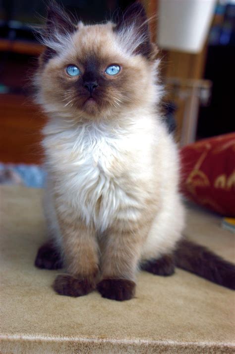 Sir Finnegan, Seal Point Ragdoll | Cat breeds, Common cat breeds, Love pet