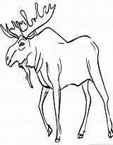 Moose Coloring Picture Pages sketch template