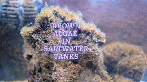 ᐉ Brown Algae in Saltwater Tank: How to Get rid of Brown Algae