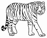 Siberian Tiger Coloring Page At GetColoringscom  Free Printable sketch template
