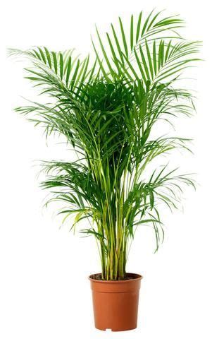 Plants That Help Purify & Clean the Air | Bamboo palm indoor, Plants, Air purifying plants