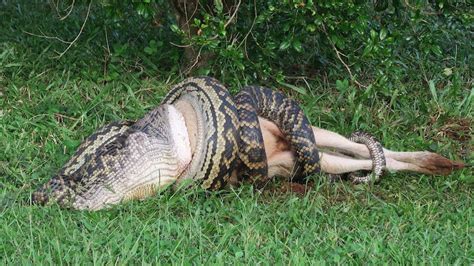 Scrub python spotted trying to devour a wallaby on Mission Beach property - ABC News