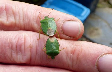 Natur Cymru - Nature of Wales: Green Shield Bugs