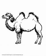Two Hump Camel Coloring Pages  Page And Kids Activity sketch template