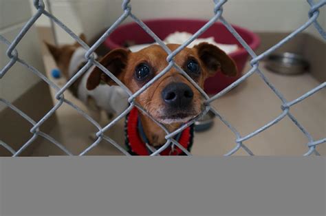 WCJC Animal Shelter, March 14 - Dog PHOTOS | | johnsoncitypress.com