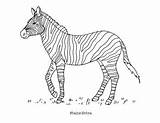 Plains Zebra Coloring Page By Mama Draw It  TPT sketch template