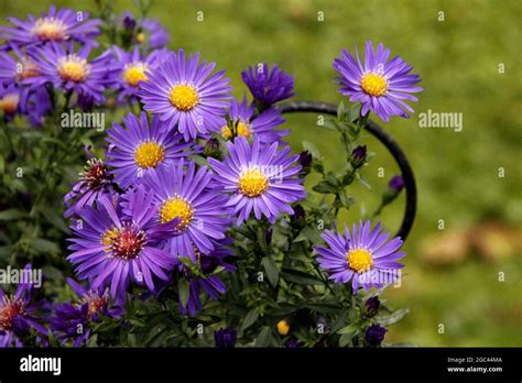 Aster dumosus hybrid hi-res stock photography and images - Alamy