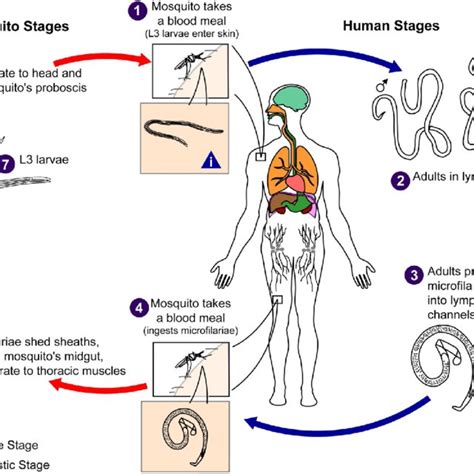 Life-cycle of filarial parasites, demonstrated with W. bacncrofti. Both ...