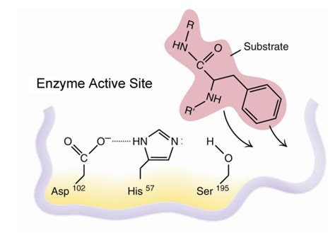 Solved Use this diagram of the chymotrypsin active site to | Chegg.com