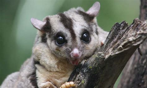 Two new marsupial species have just been discovered in Australia