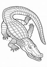Coloring Pages Caiman Printable For Kids & Adults Free sketch template