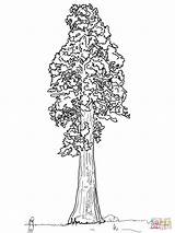 California Redwood Tree Coloring Pages sketch template