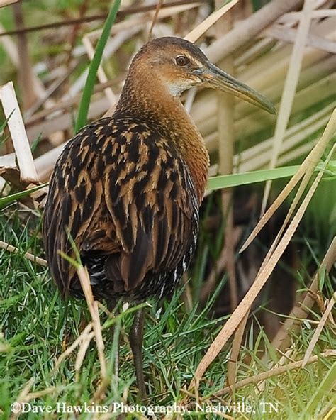 Tennessee Watchable Wildlife | King Rail - Habitat: WATER