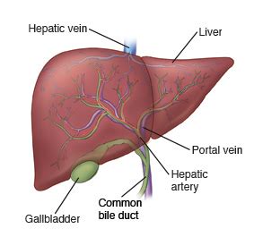 How the Liver Works - Stanford Medicine Children's Health