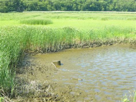 Brackish Tidal Marsh Guide - New York Natural Heritage Program