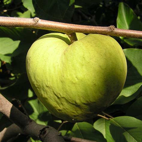 Dr. White Cherimoya Tree