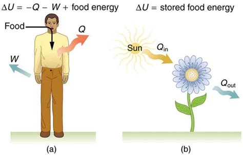 1st Law Of Thermodynamics States That - Oldmymages