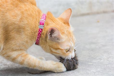 Orange cat and hunting rat stock photo. Image of catch - 40750006