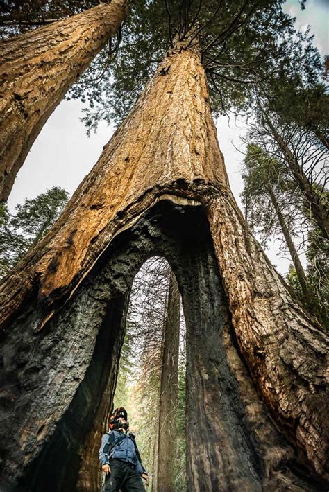 8 Great Reasons to Ride California's Giant Sequoia Forests - ADV Pulse