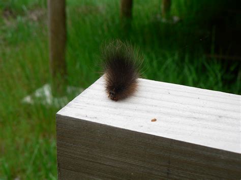 Very hairy caterpillar with a human face | It has a human fa… | Kazue Asano | Flickr