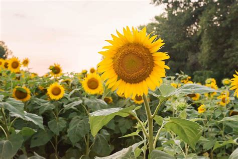 The Allure of Sunflowers: An Exploration of Their Meaning and Symbolism - Petal Republic