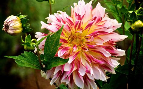 Download Close-up Flower Nature Dahlia HD Wallpaper