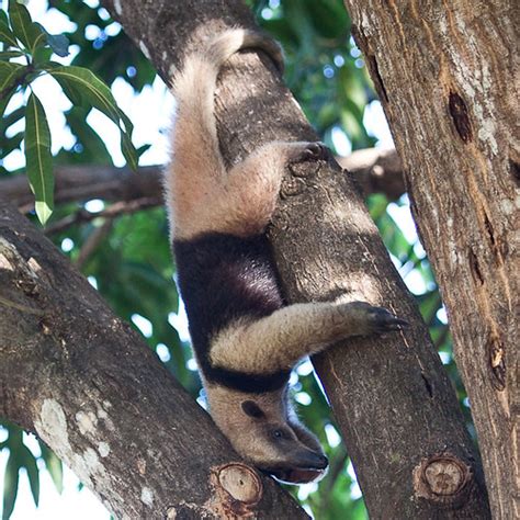 Northern Tamandua Anteater in the wild | The Northern Tamand… | Flickr