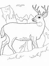 Free Printable Deer Coloring Pages For Kids sketch template