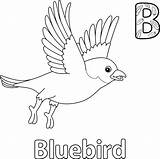 Blue Bird Coloring Pages Sketch Page sketch template