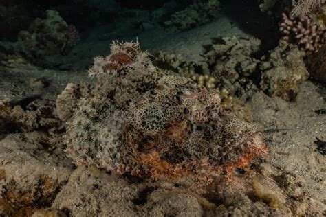 Scorpion Fish Camouflage in the Red Sea Stock Photo - Image of life, israeln: 146666878