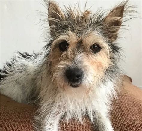 Meet the Adorable White Jack Russell Terrier with Long Hair: Click to ...