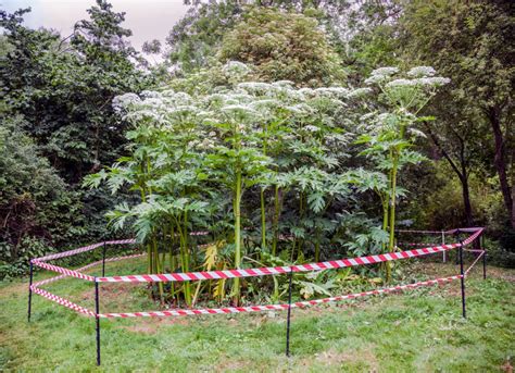 Giant Hogweed Identification and Removal UK from Weedtec