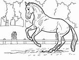 Dressage Horse Coloring Page — BreyerHorsescom sketch template