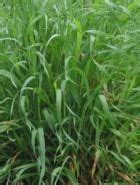 Weeds and Their Control: Quackgrass (Agropyron repens ...