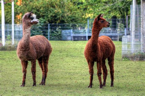 Zoo Stuttgart Germany Photograph by Paul James Bannerman | Fine Art America