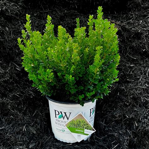 Sprinter® Boxwood - 3 or 7 gallon container – Lots of Plants in 2022 ...