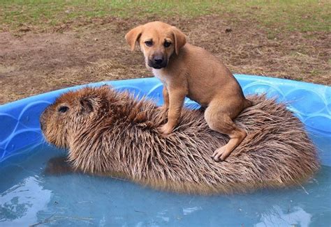 A PUPPY on a capybara. Happy 4 years of Animals Sitting on Capybaras. http ...