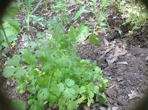 Dog fennel (Pasture forum at permies)