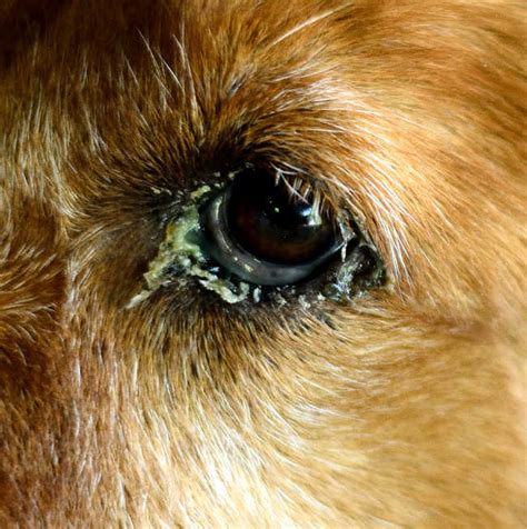 14 Pictures Of Dog Eye Infections [With Vet Advice], 44% OFF