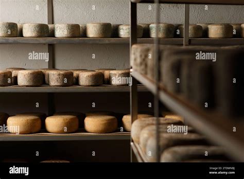 Production of artisanal cheese. In the curing process Stock Photo - Alamy