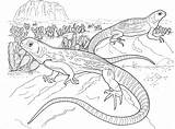 Frilled Lizard Coloring Page For Kids  ColoringBay sketch template
