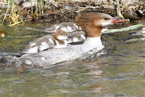 Merganser Female and Duckling - Thru Our Eyes Photography | Linton Wildlife Photos